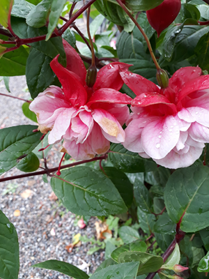 Fuchsia-3.jpg